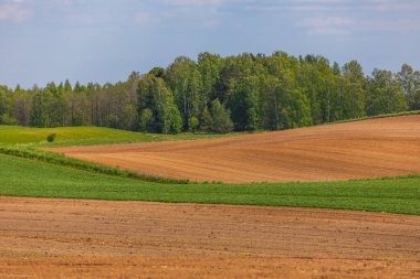 Polonya 'nın Masuria bölgesinde baharda tarlalı tarlaları, yeşil ekinleri ve ormanı olan yuvarlanan tarım arazileri.