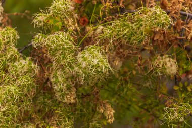 Clematis vitalba çekirdek başları kabarık bir doku ve hassas bir yapı sergiler, yoğun doğal bir gölgelikte yeşil ve kahverengi renkleri harmanlarlar..