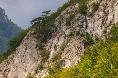 Dikenli, engebeli bir kaya yüzeyinde çam ağaçları, Bosna-Hersek 'in Trebinjska rejimindeki dayanıklılığını ve doğanın dayanıklılığını gösteriyor..