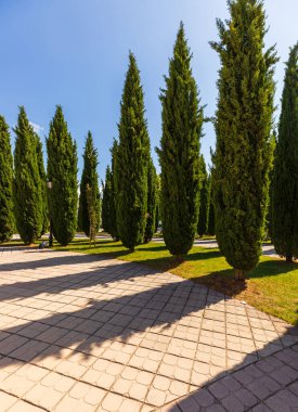 Selvi ağaçları, yeşil çimen ve açık mavi gökyüzü ile döşenmiş asfalt bir yolda uzun gölgeler bırakarak, Bosna-Hersek 'te sakin bir şehir parkı manzarası yaratıyor..