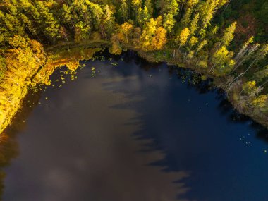 Sakin bir göl, kıyı boyunca uzanan nilüfer yapraklarıyla altın sonbahar ağaçları ve gölgeleri yansıtıyor. Huzurlu bir doğal manzara yaratıyor Polonya..