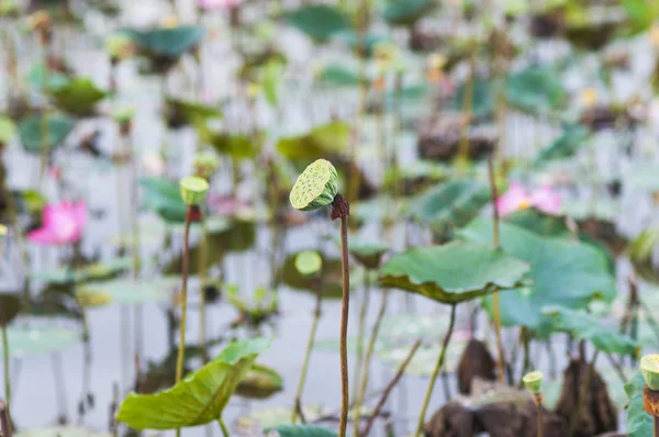 Pink lotus flower — Stock Photo, Image