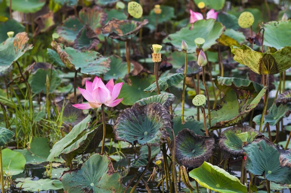 Pink lotus flower — Stock Photo, Image