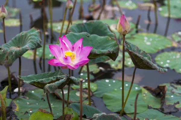 Pink lotus flower — Stock Photo, Image