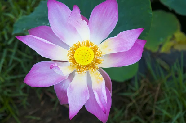 Pink lotus flower — Stock Photo, Image