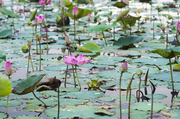 Pink lotus flower — Stock Photo, Image