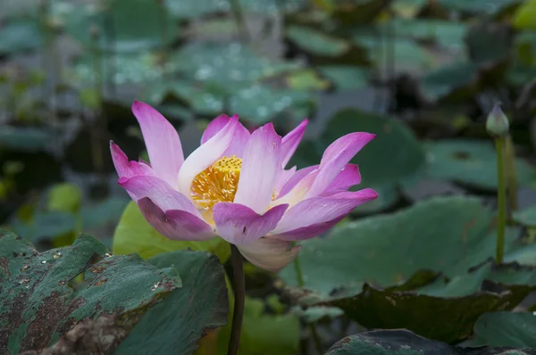 Flor de loto rosa — Foto de Stock