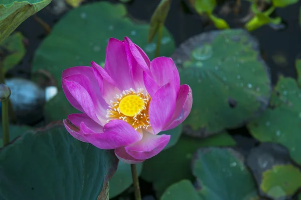 Pembe nilüfer çiçeği — Stok fotoğraf