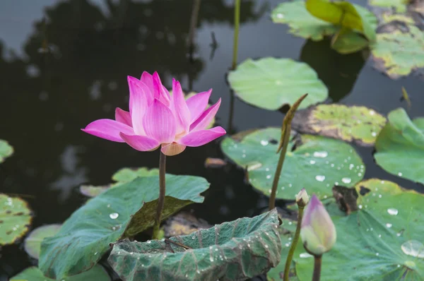 Blomkål — Stockfoto