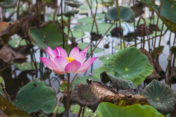 Flor de loto rosa — Foto de Stock