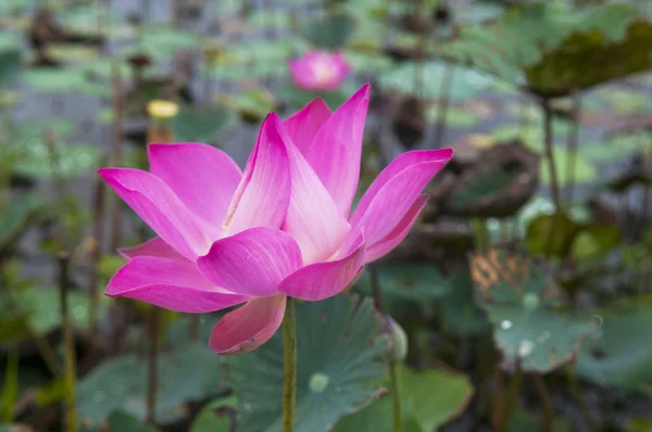 Flor de loto rosa — Foto de Stock