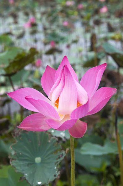 Blomkål — Stockfoto