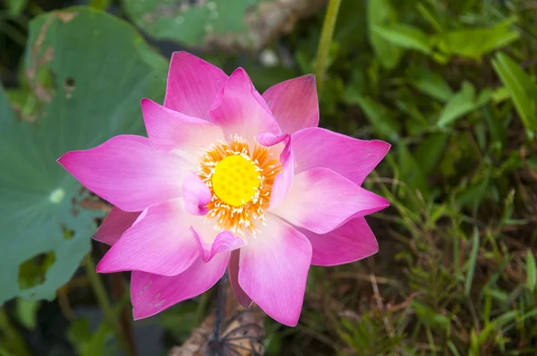 Rosa Lotusblume — Stockfoto