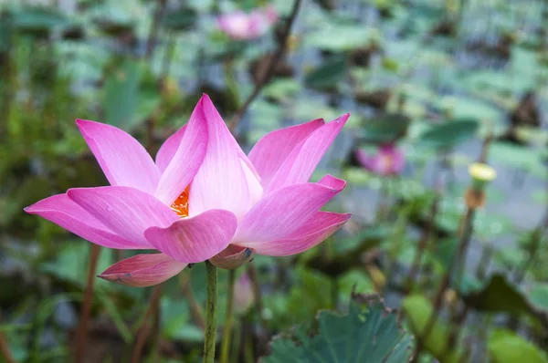 Pink lotus flower — Stock Photo, Image