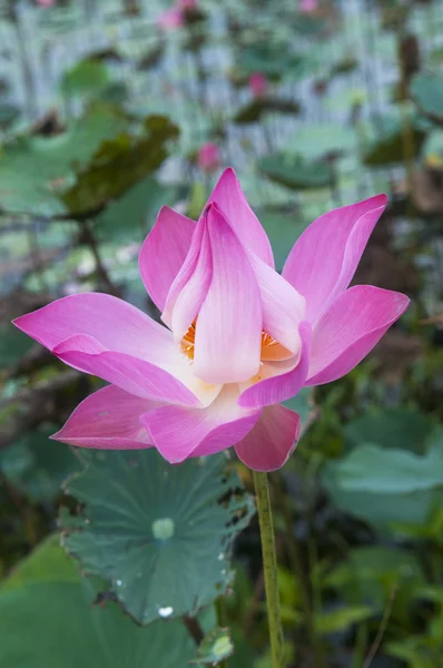 Pembe nilüfer çiçeği — Stok fotoğraf