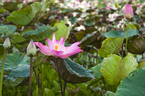 Flor de loto rosa — Foto de Stock