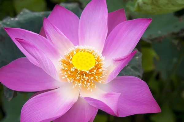Fiore di loto rosa — Foto Stock