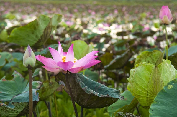 Pink lotus flower — Stock Photo, Image