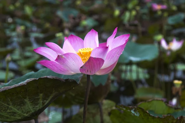 Pink lotus flower — Stock Photo, Image