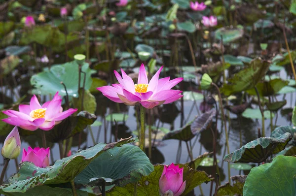 Pink lotus flower — Stock Photo, Image