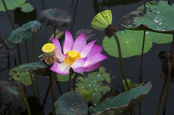 Pink lotus flower — Stock Photo, Image