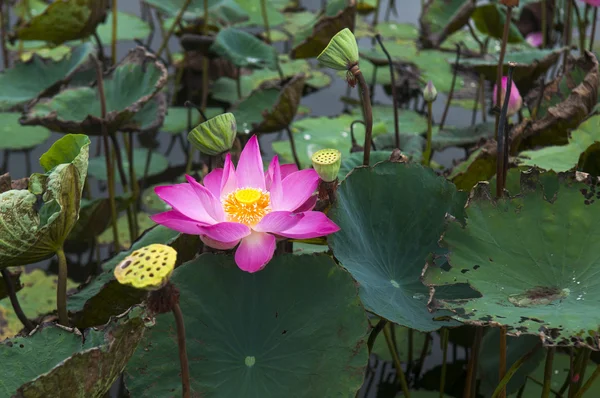 Pink lotus flower — Stock Photo, Image