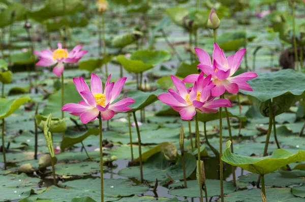 Lotus çiçekleri — Stok fotoğraf