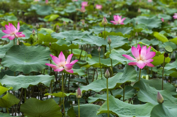 Flores de loto — Foto de Stock