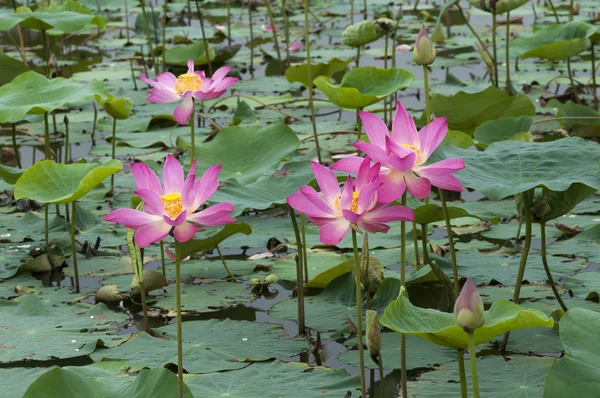 Flores de loto — Foto de Stock