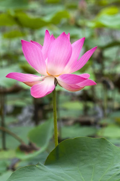 Lotusblommor — Stockfoto