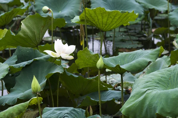 White Lotus — Stock Photo, Image