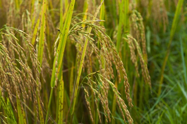 Campos de arroz — Fotografia de Stock