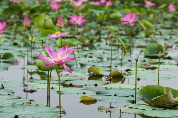 Lotus flowers — Stock Photo, Image