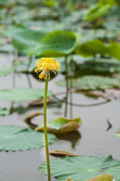 Lotus flowers — Stock Photo, Image