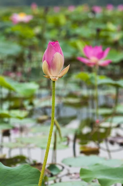 Flores de loto — Foto de Stock