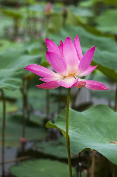 Flores de loto — Foto de Stock