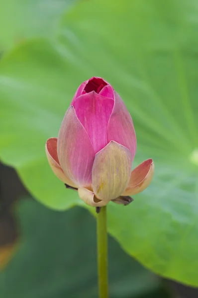 Lotus çiçekleri — Stok fotoğraf