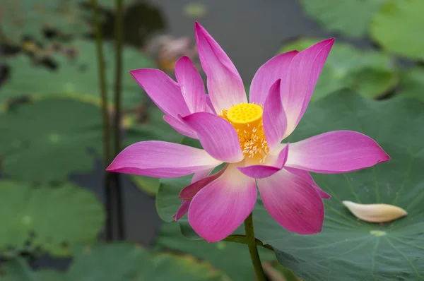 Lotusblumen — Stockfoto