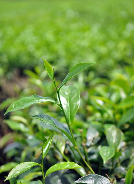 种植园越南茶叶 — 图库照片