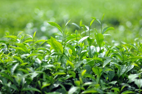 Чайный лист на плантации Вьетнам — стоковое фото
