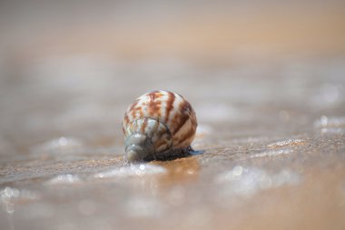 Sahilde okyanus kabuğu