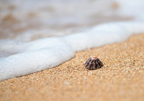 Морська раковина лежить на чисто жовтому піску . — стокове фото