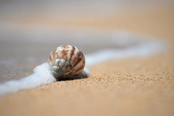 Морська мушля лежить на пляжі — стокове фото