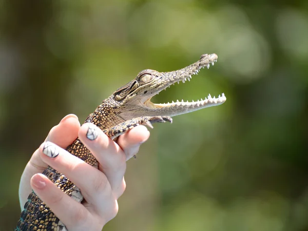 Pequeño cocodrilo en la mano de las mujeres — Foto de Stock