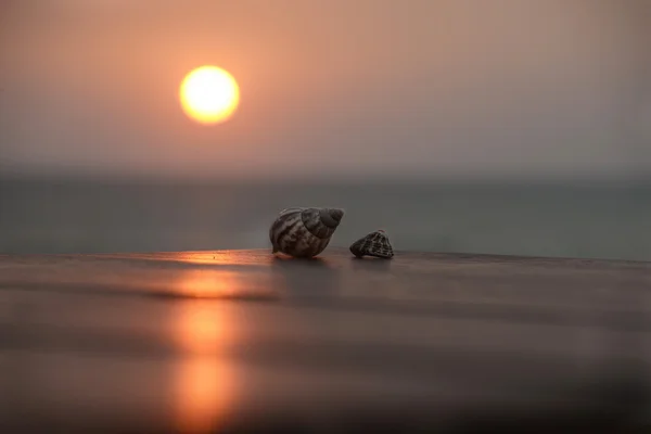 Gün batımı, romantik metafor, sahilde iki deniz kabuklarını Stok Fotoğraf