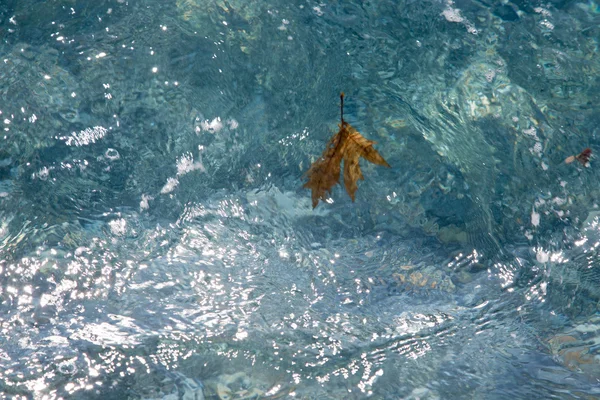 Gevallen blad in het zand op een Zeekust — Stockfoto