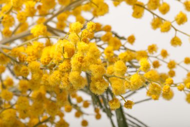 Taze bahar Mimoza kapatın. Sığ derinlik-in tarla. Seçici 