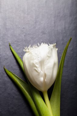 Taze bahar Lale yakın çekim için arka plan siyah tahta üzerinde