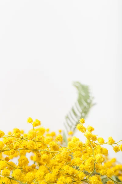 Färsk våren mimosa på nära håll. Kort skärpedjup. Selektiv — Stockfoto
