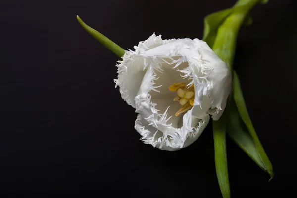 Fresco tulipán de primavera de cerca en la pizarra negra para el fondo. ¿Qué? — Foto de Stock